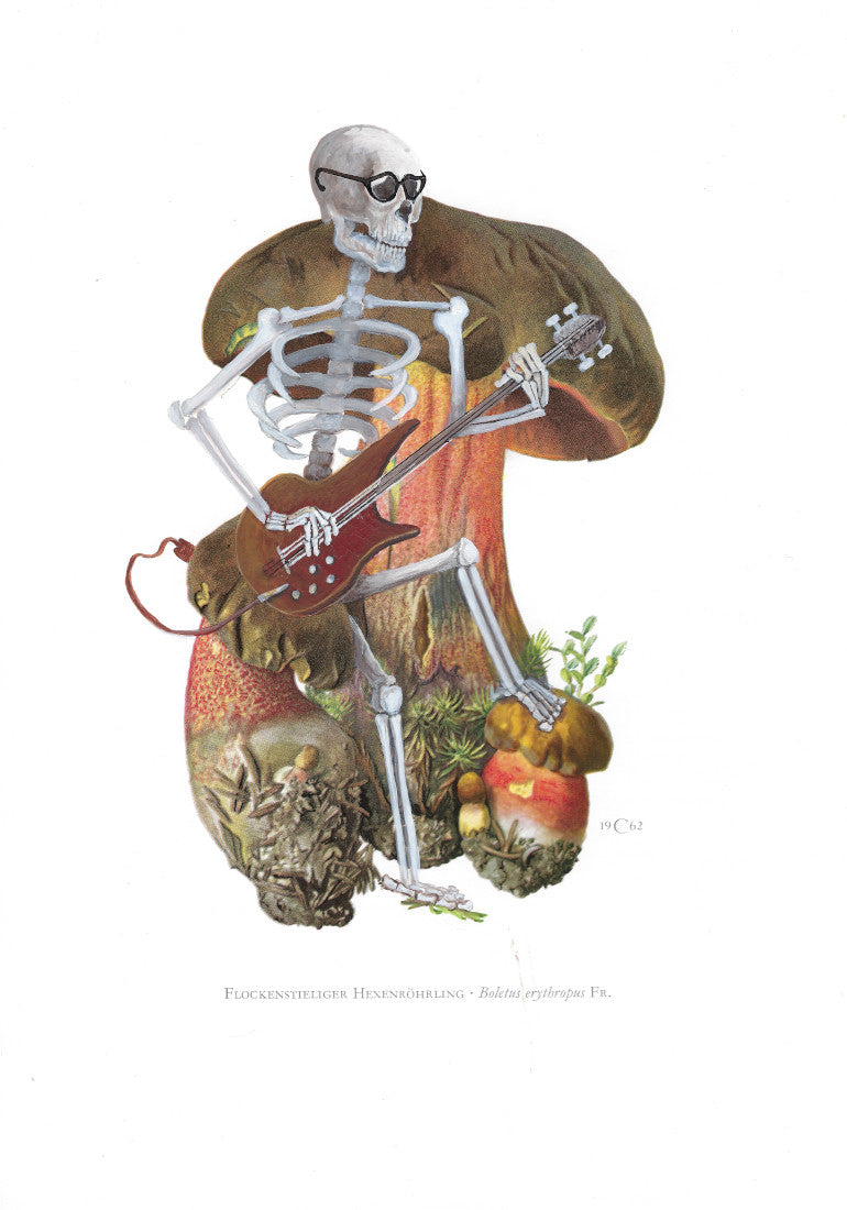 Bassguitar Dotted Stem Bolete Skeli